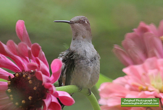 Ruby-Throated Hummingbird protecting its food source in California Giant Zinnias!